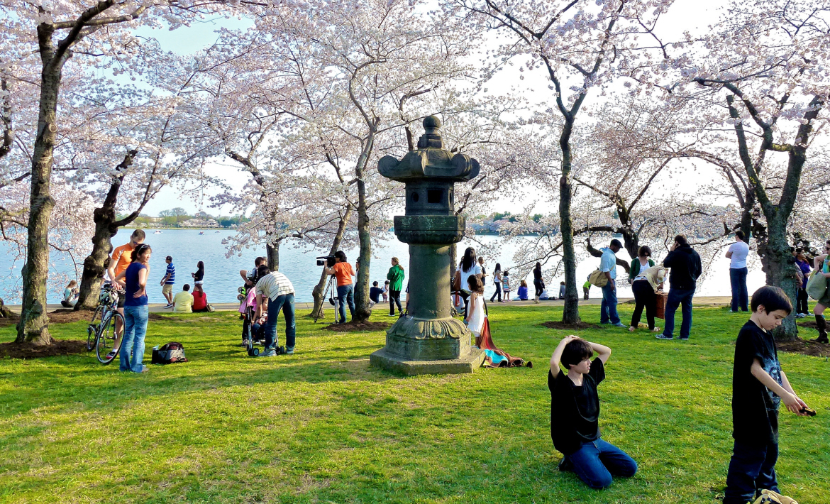 where to stay in washington dc for the cherry blossom festival